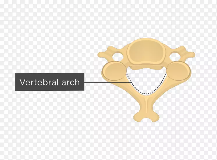 颈椎轴、胸椎、人脊柱