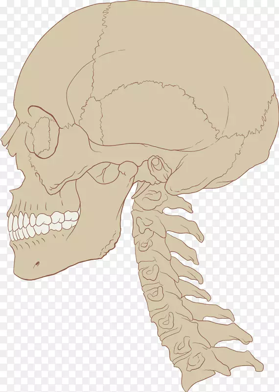 人脑头盖骨中枢神经系统解剖血颅骨