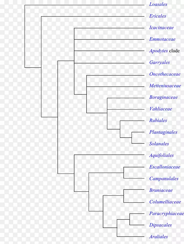 开花植物被子植物的系统发育