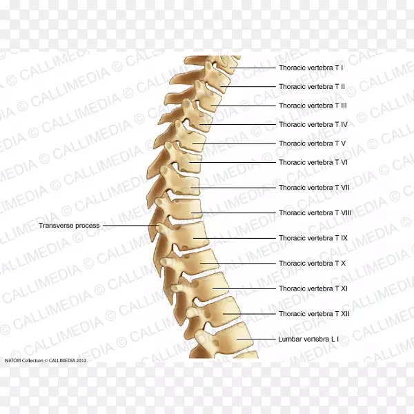 胸椎-人脊柱骨性轴