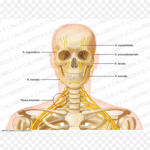 头颈解剖骨人体解剖