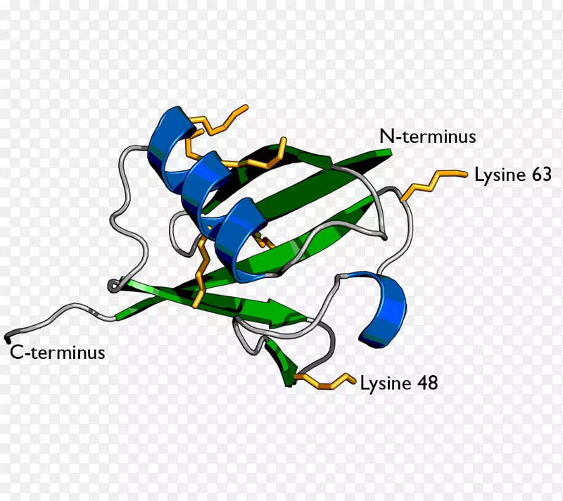 泛素连接酶赖氨酸蛋白酶体泛素结合酶无扣PNG图