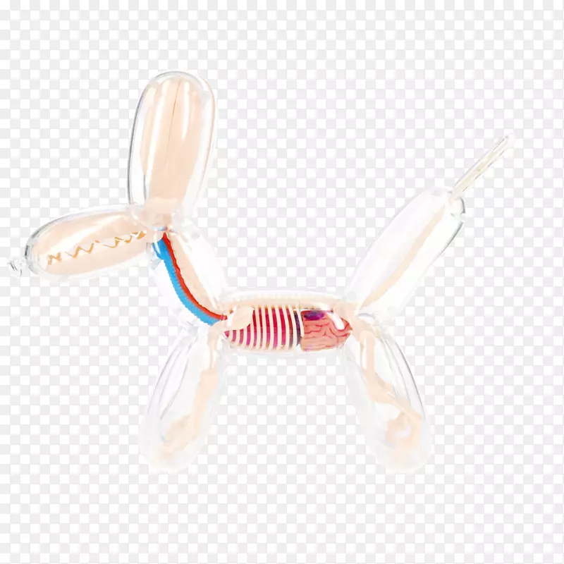 气球狗解剖人体骨骼-狗