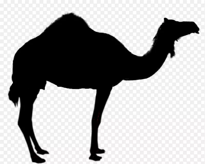 骆驼剪影-免费剪贴画-呼吸