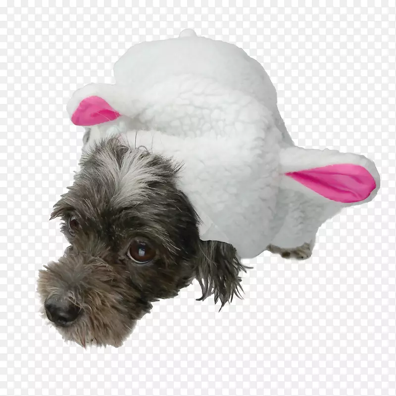 小型雪纳瑞面罩犬