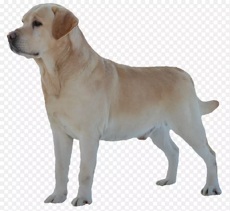 拉布拉多猎犬英国獒犬