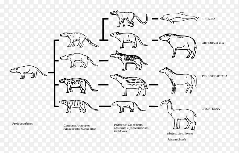 有蹄类髁突恐龙的进化与自然选择