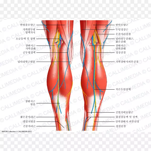 膝关节人体解剖肌腱髌韧带
