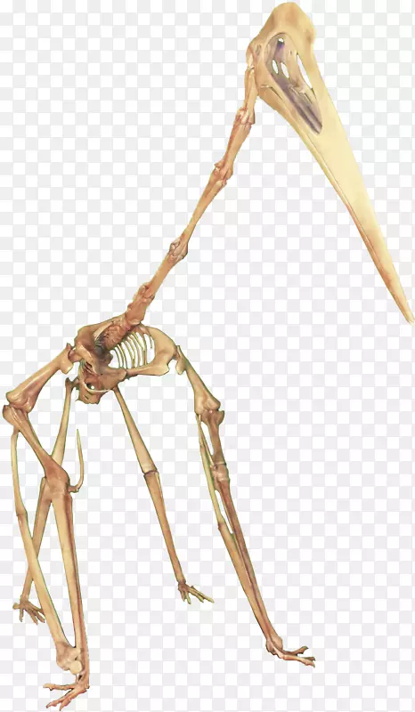 晚白垩世马斯特里赫特龙(Quetzthiatlus Hatzegopteryx Thalassodromeus)-恐龙