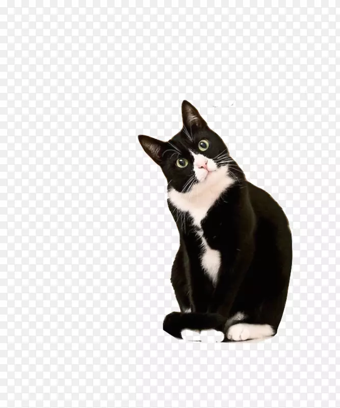 猫燕尾服-猫图案印刷