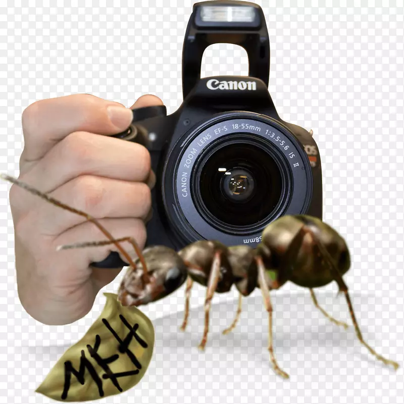 害虫-昆虫