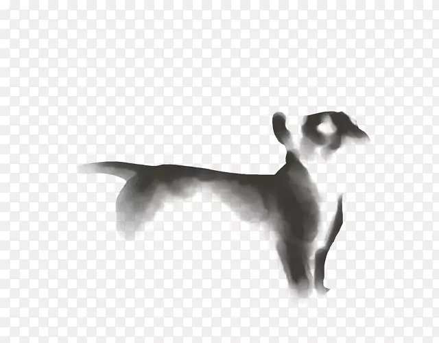 意大利灰狗品种-猫
