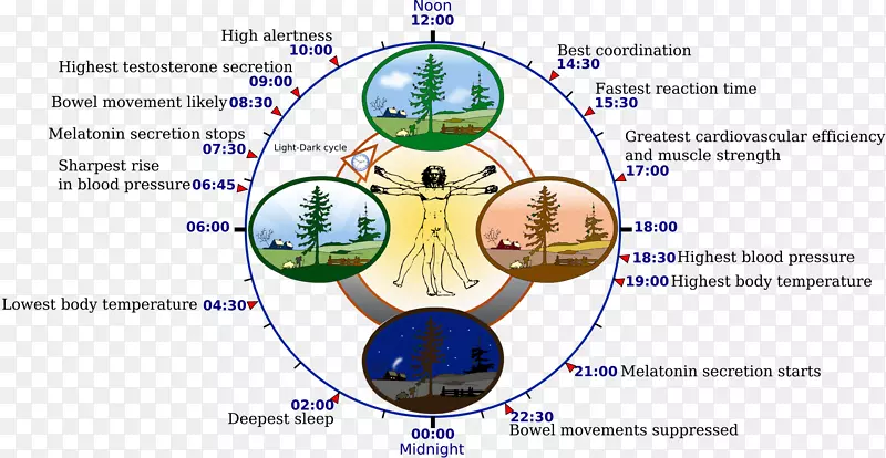 昼夜节律生物钟生理褪黑素-活动运行它