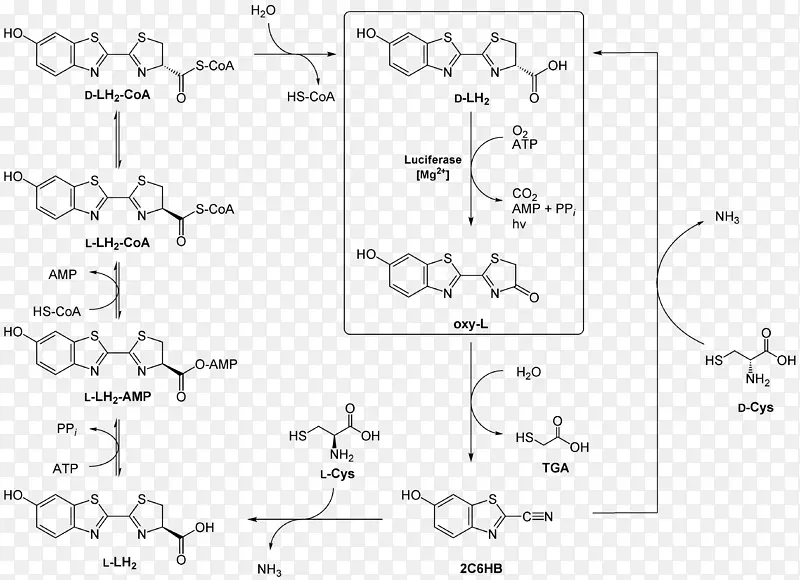 荧光素化学结构配方半胱氨酸化学反应-反应