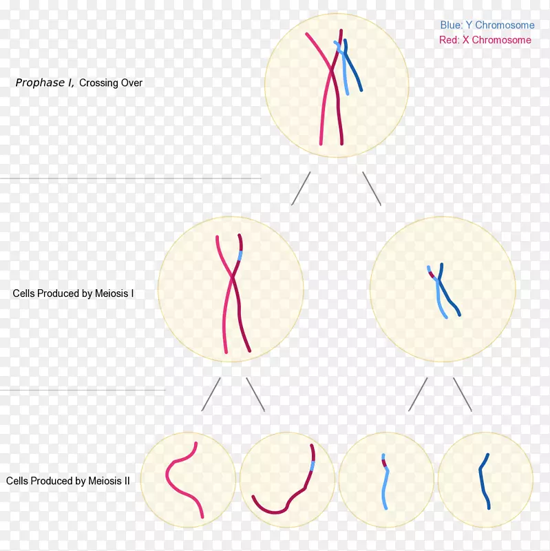 睾丸染色体易位.决定因子x染色体三重综合征.染色体