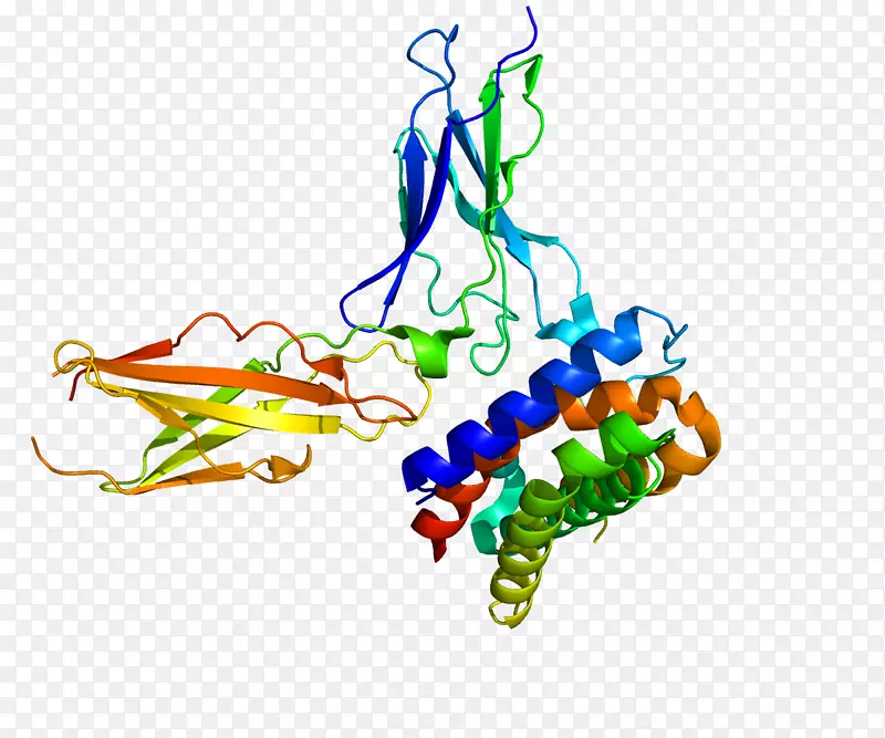 干扰素Ⅲ型白介素29白介素28受体蛋白