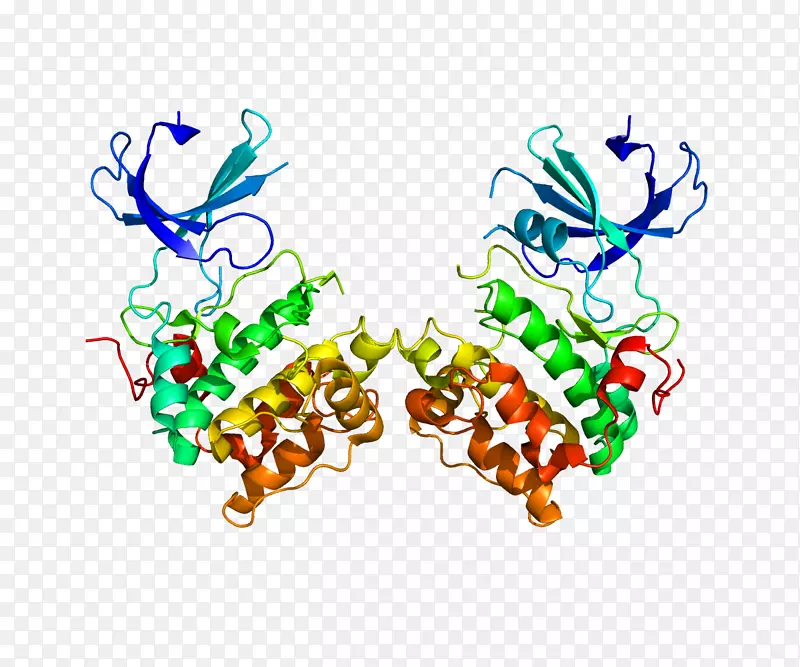 P70-S6激酶1核糖体S6激酶核糖体蛋白S6蛋白激酶-蛋白