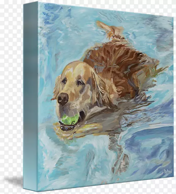金毛猎犬拉布拉多猎犬繁殖犬-金毛猎犬