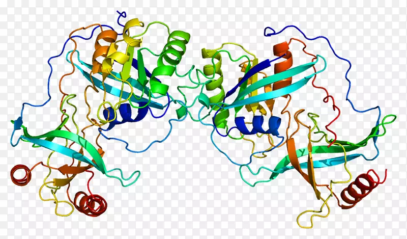 RANBP 2蛋白核孔蛋白核卟啉平面病毒小体