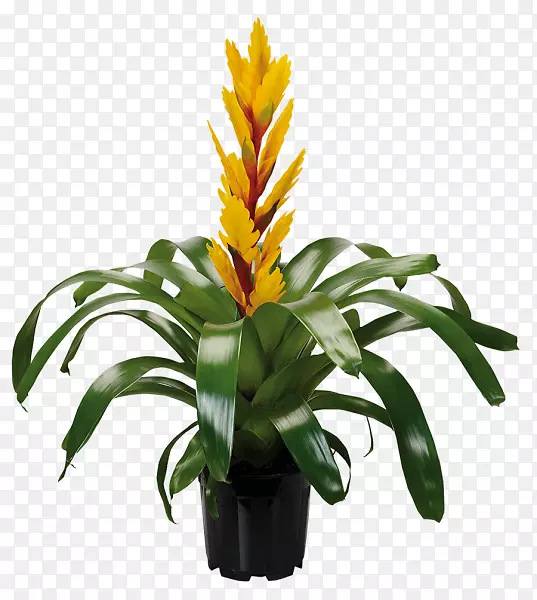 五味子花设计-植物