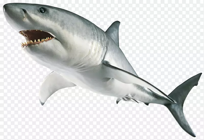 终极贴纸书：冷冻鲨鱼贴纸平装书多林金德斯利-大白鲨