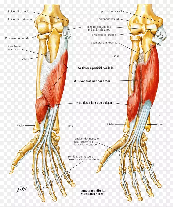 指趾深屈肌、前臂桡侧屈肌-水中令人愉悦的肌肉