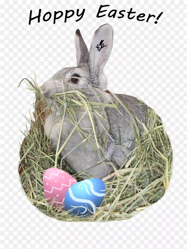 国内兔子复活节