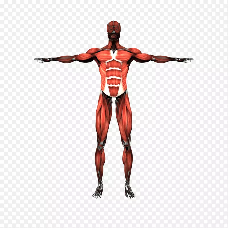 肌肉系统骨骼肌人体骨骼