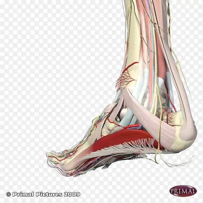 足跖筋膜炎足跟足弓