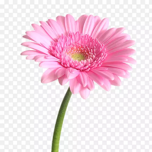 德兰士瓦菊花花束粉红色花园玫瑰-花