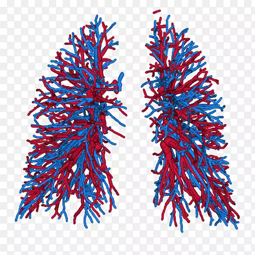 肺肺动脉静脉血管-血管
