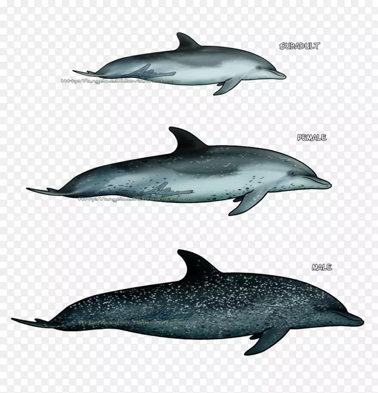 旋转海豚条纹海豚短喙普通海豚批发普通宽吻海豚