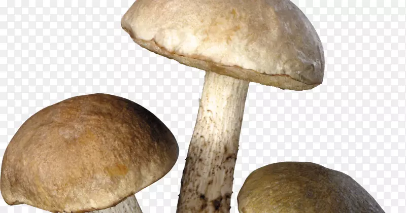 普通蘑菇食用菌-蘑菇