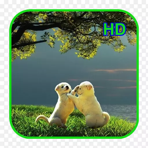 桌面壁纸4k分辨率1080 p超高清晰电视-android