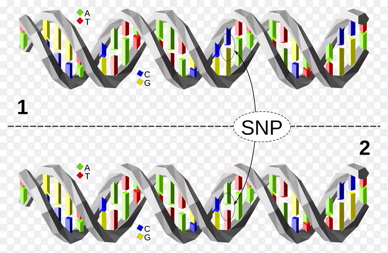 单核苷酸多态性dna碱基对基因-染色体