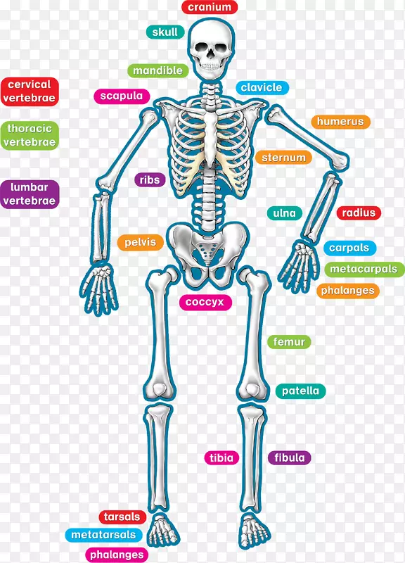 人类骨骼人体解剖师-儿童用彩虹来装饰黑板上的星星