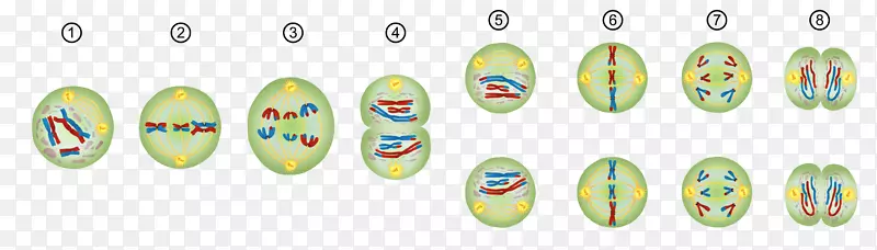 减数分裂有丝分裂前期染色体细胞分裂