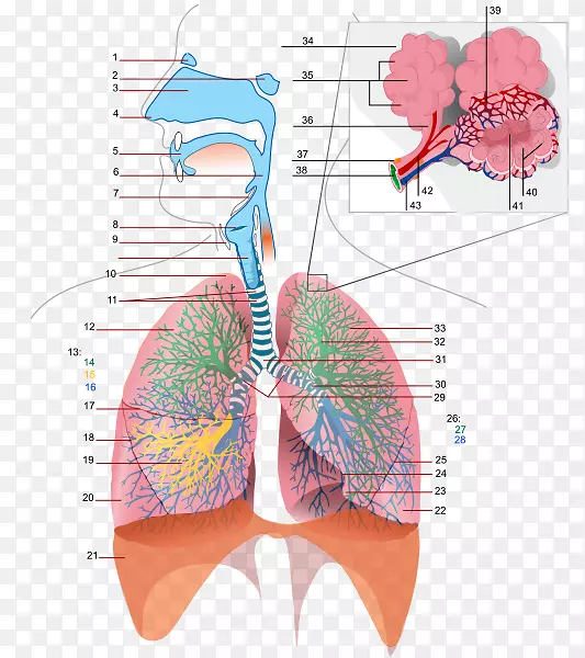 呼吸道呼吸系统呼吸支气管气体交换