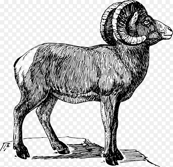 大角羊绘画剪贴画-绵羊