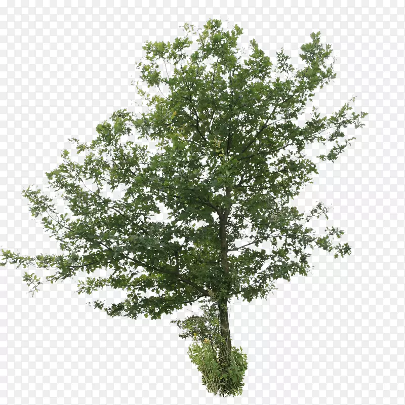 英国橡树灌木桦树