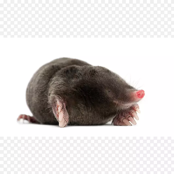 鼠鼹鼠害虫防治