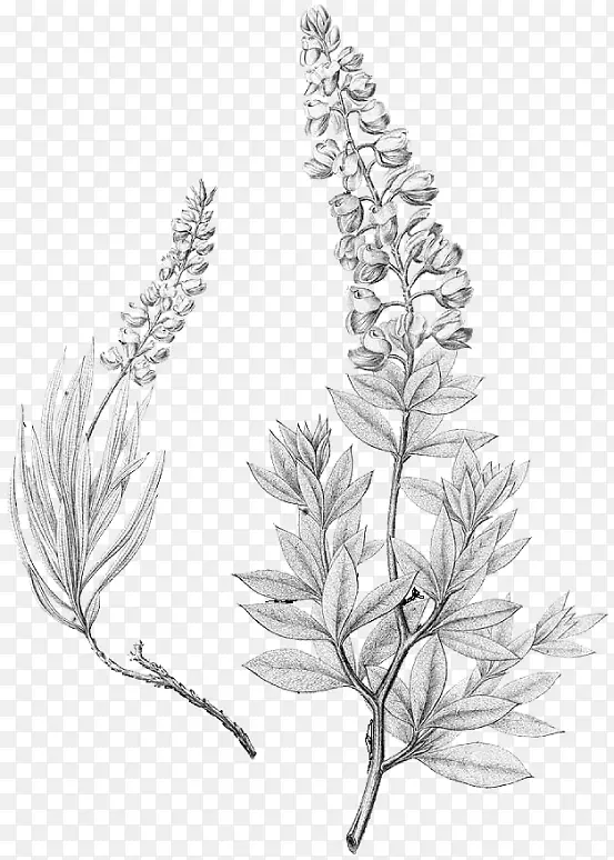 Lupinus texensis Bluebonnet绘图得克萨斯州
