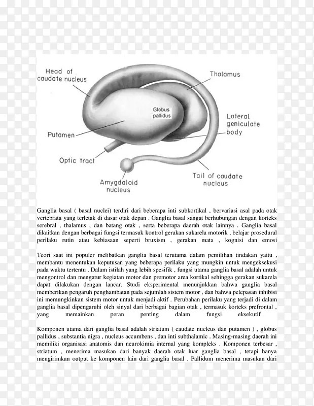 基底节纹状体苍白球尾状核基底节区