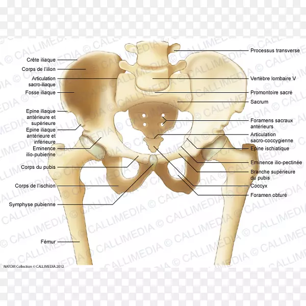 骨盆髂凸骨解剖髂骨