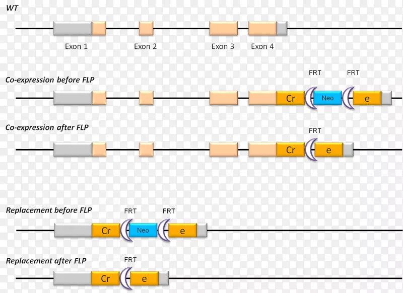 cre重组酶flp-fRT重组基因靶向cre-lox重组技术