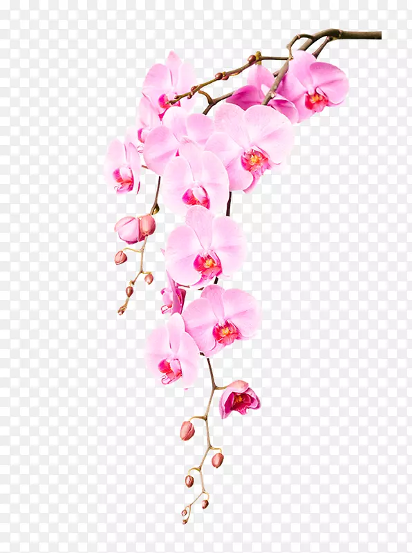 摄影，兰花，玫瑰，花-花