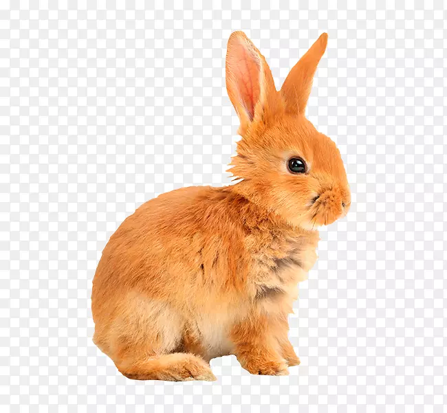 国内兔欧洲兔贴纸-兔