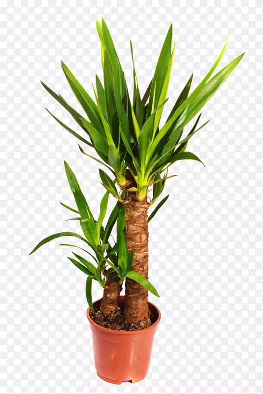 无骨刺的白背云杉(Yucca Baccata Yucca Rostrata Yucca Gloriosa)室内植物-植物
