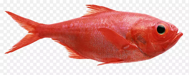 红鳍鱼北红鱼红乌鱼海产鱼