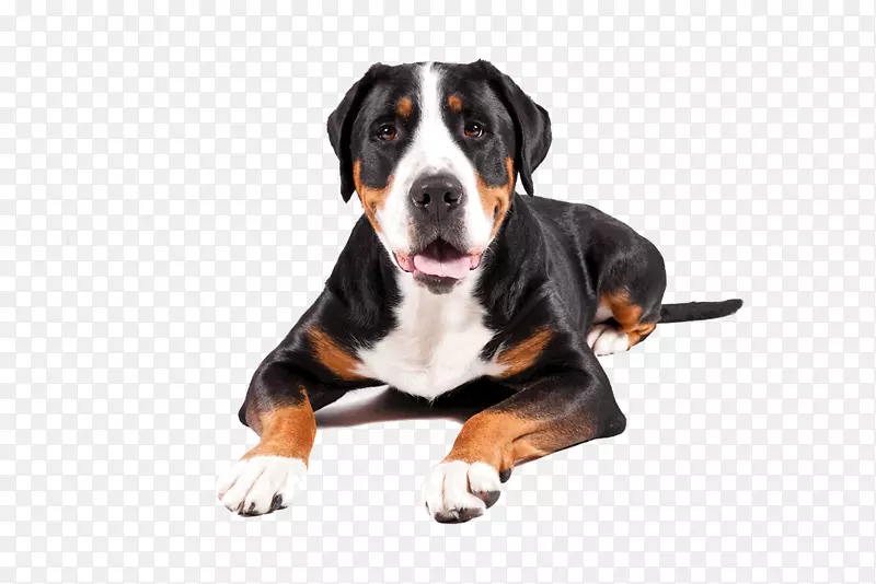 犬种：瑞士大山犬伯恩塞山犬阿彭泽勒山犬